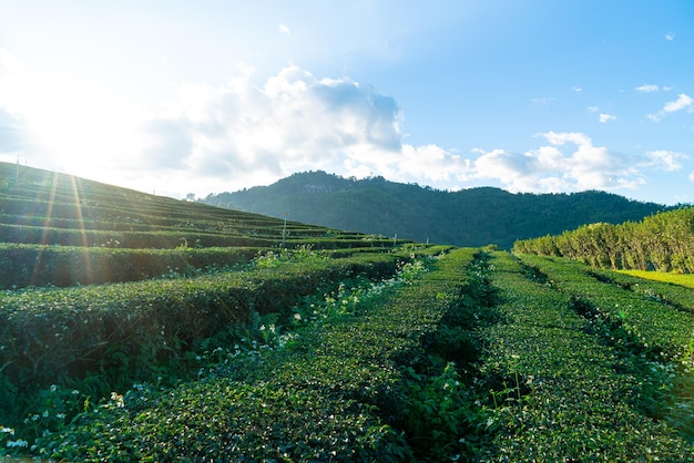 Plantação de chá e plantação de chá verde