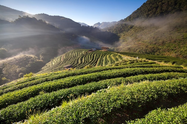 Plantação de chá em Doi Ang Khang Chiang Mai Tailândia