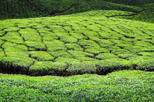 Plantação de chá em Munnar