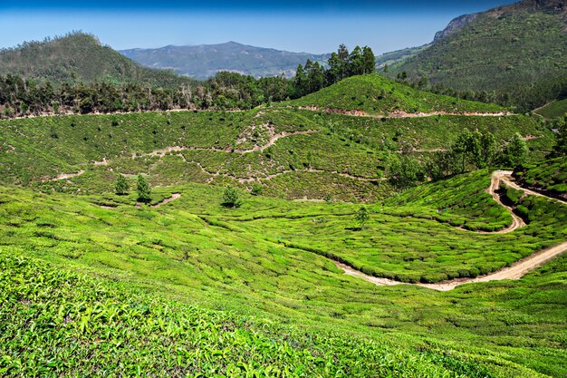 Plantação de chá em munnar