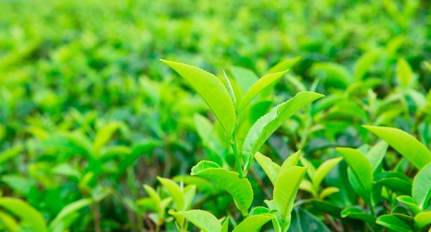 Plantação de chá Fundo da natureza