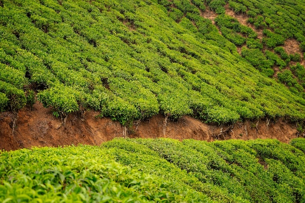 Plantação de chá grande e verde sol na Índia