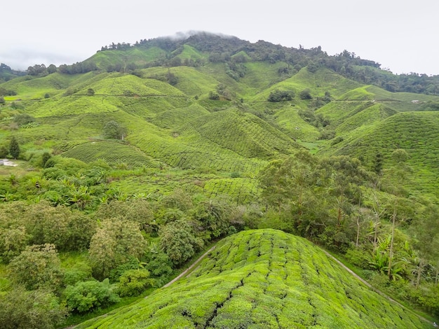 Foto plantação de chá na malásia