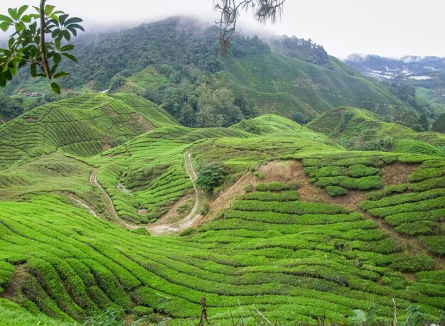 Foto plantação de chá na malásia