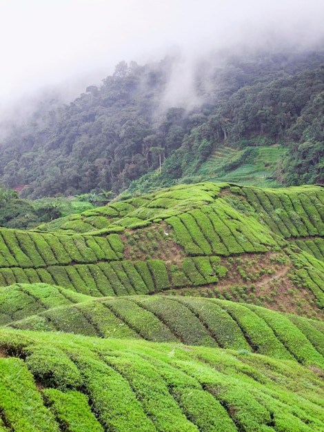 Foto plantação de chá na malásia