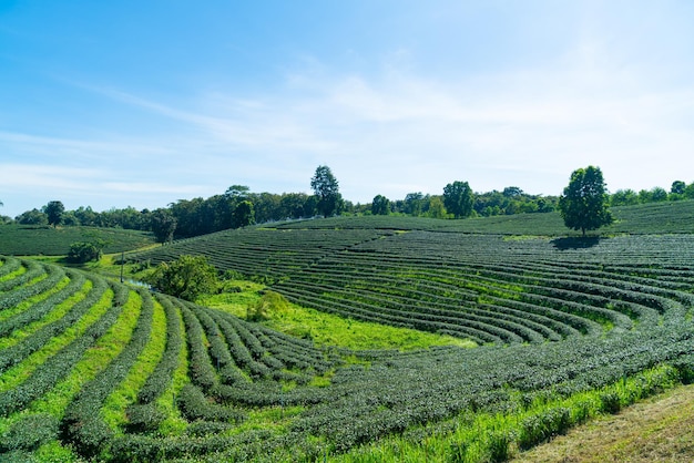 Plantação de chá na montanha pela manhã