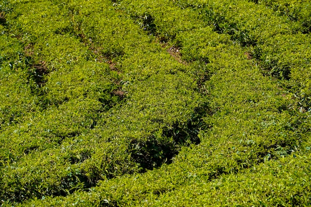 Plantação de chá na Índia