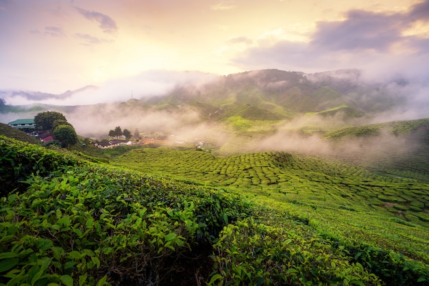 Plantação de chá nas montanhas durante o nascer do sol nas montanhas de Cameron, Malásia com manhã clara dura.