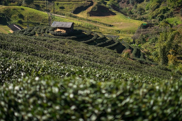 Foto plantação de chá no doi ang kang