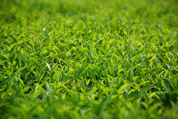 Plantação de chá no Sri Lanka