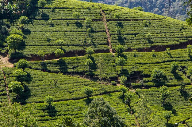 Plantação de chá no Sri Lanka