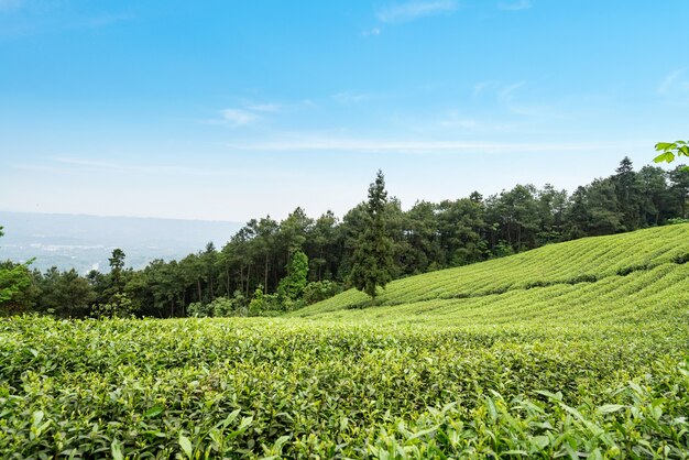 Plantação de chá no topo da montanha