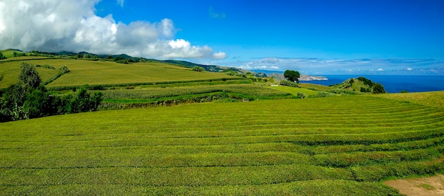 Plantação de Chá nos Açores