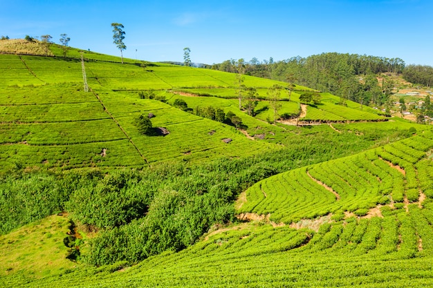 Plantação de chá Nuwara Eliya