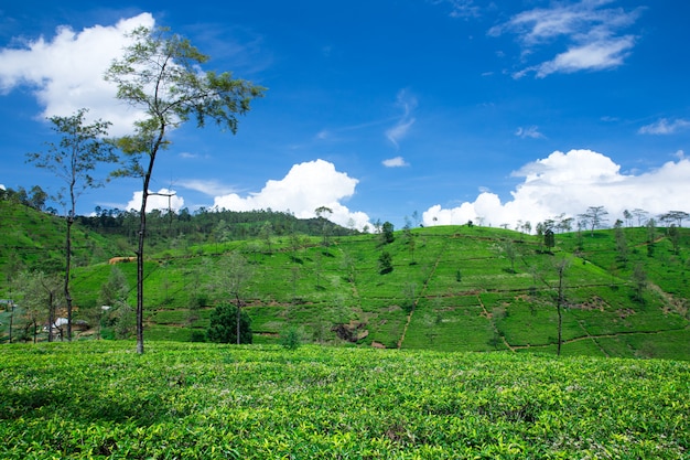 Plantação de chá . Paisagem da natureza