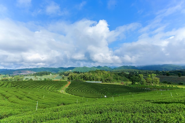 Plantação de chá verde com um lindo céu.