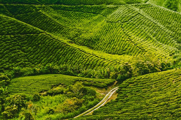 Plantação de chá