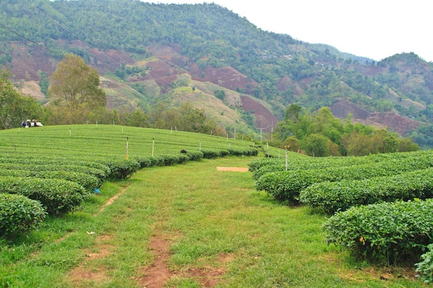 Plantação de chá