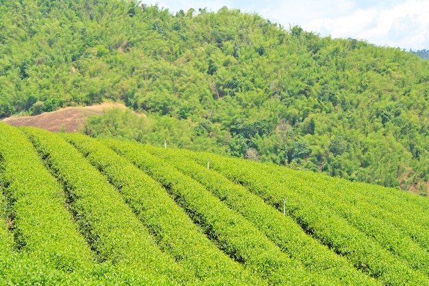 Plantação de chá