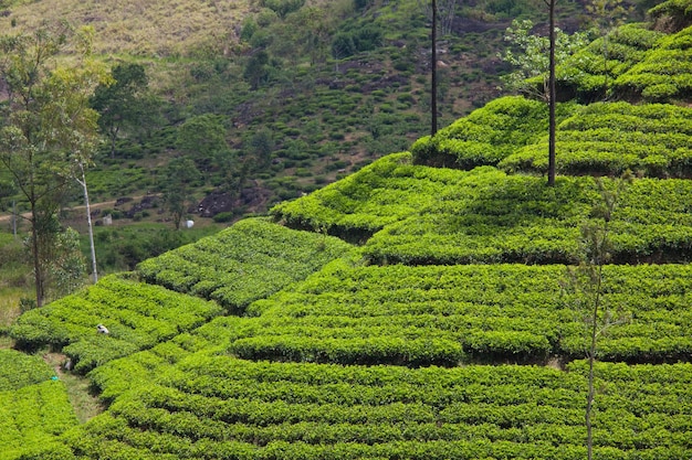 Plantação de chá