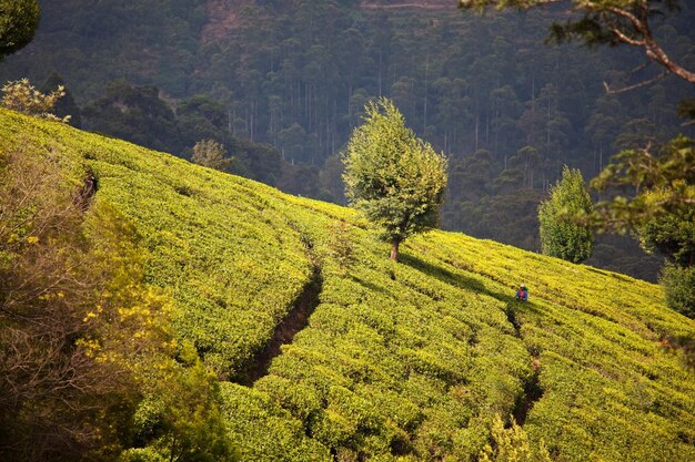 Plantação de chá