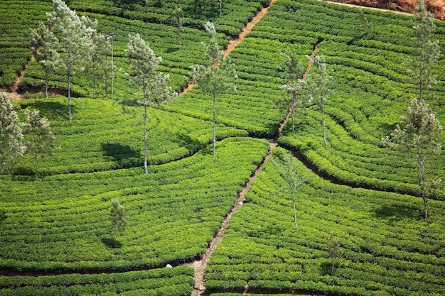 Plantação de chá