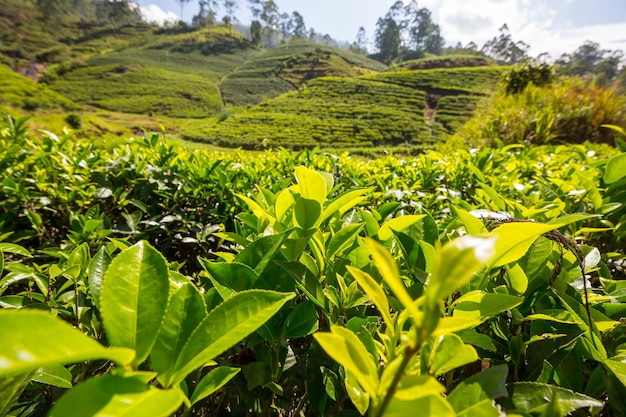 Plantação de chá