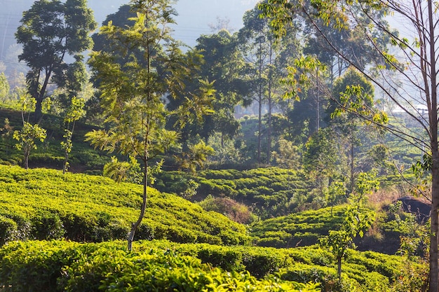 Plantação de chá