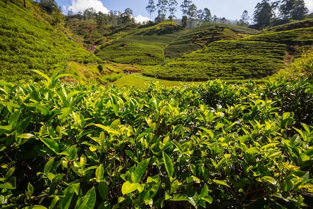 Plantação de chá