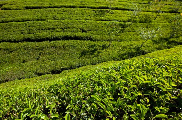 Foto plantação de chá