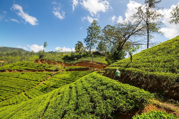 Plantação de chá