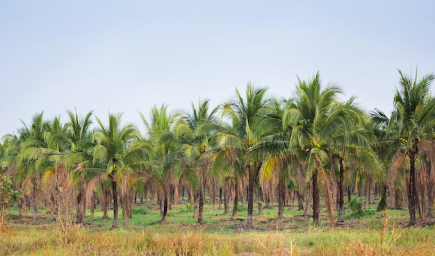 Plantação de coco