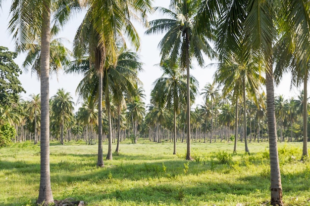 Foto plantação de coco