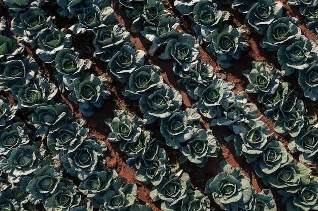 Plantação de couve-flor vista de cima