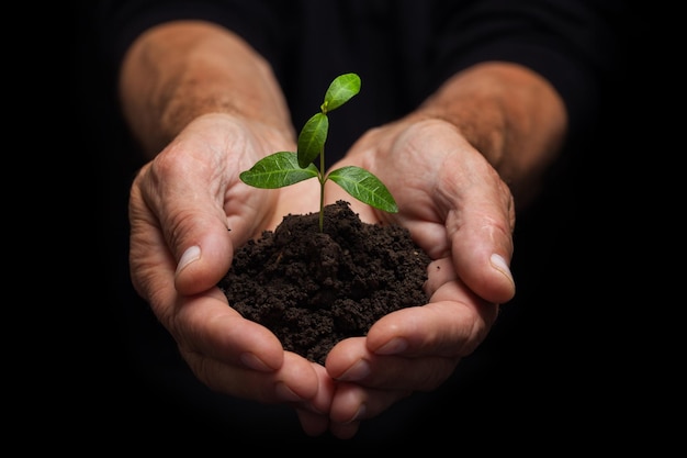 Plantação de crescimento de plantas segurando floresta de ambiente de sujeira