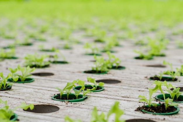 Plantação de estufa com brotos de alface. conceito para agricultura industrial. fileiras de planta