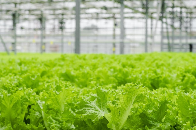 Plantação de estufa com hortaliças de alface. Agricultura industrial. Fileiras da planta. Agricultura ecológica