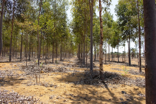 plantação de eucalipto em um dia ensolarado