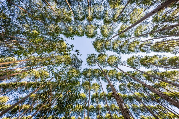 Plantação de eucalipto para indústria madeireira no interior do brasil.