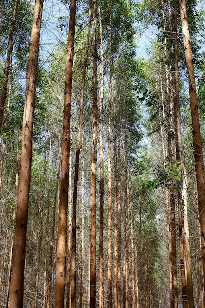 Plantação de eucalipto