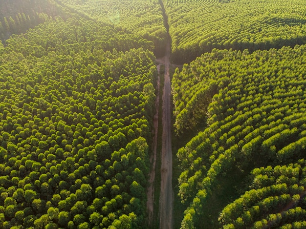 Plantação de eucaliptos no brasil. agricultura de papel de celulose. vista do drone birdseye. vista aérea da floresta verde de eucalipto