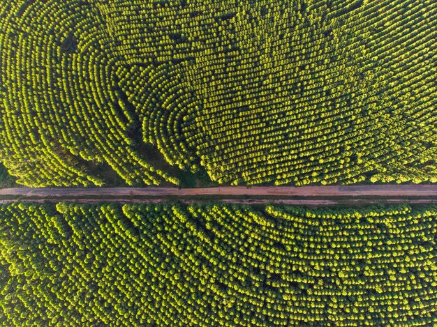 Plantação de eucaliptos no Brasil. Agricultura de papel de celulose. Vista do drone Birdseye. Vista aérea da floresta verde de eucalipto