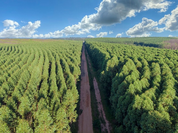 Plantação de eucaliptos no brasil.