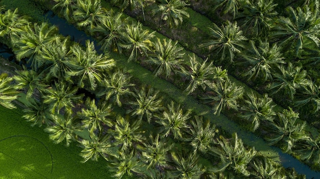 Plantação de fazenda de palmeiras de coco vista aérea Grupo de palmeiras de coco