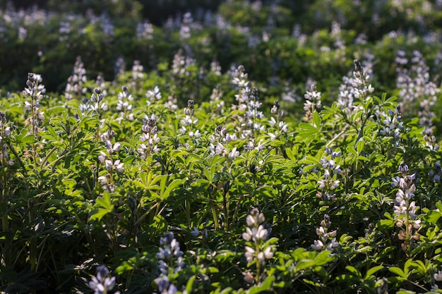 Foto plantação de feijão fava