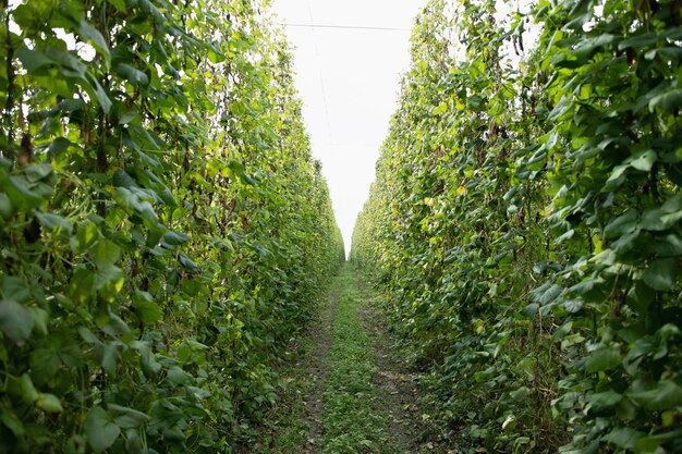 Plantação de feijão verde Indústria agrícola e colheita