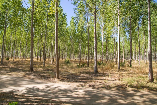 plantação de floresta artificial, avenidas de árvores Toledo, Castilla La Mancha, Espanha