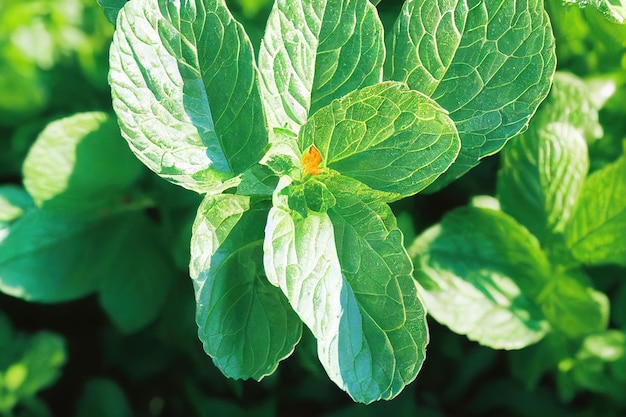 Plantação de folhas verdes de hortelã-pimenta