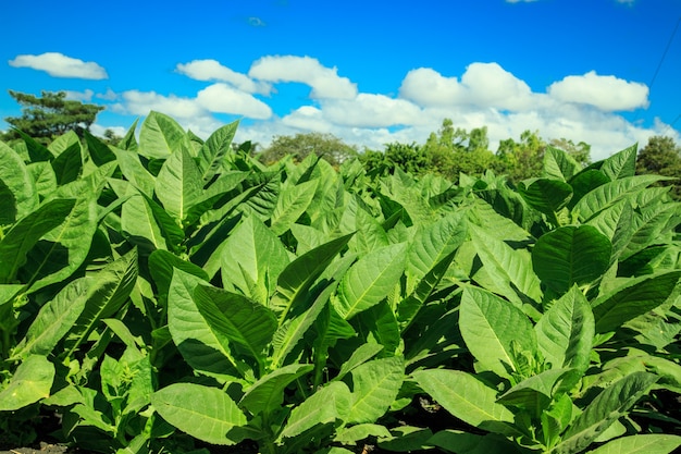 Foto plantação de fumo