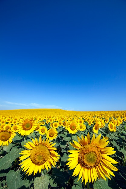 Plantação de girassóis com um dia de céu azul